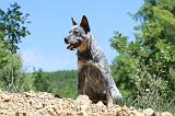 BOUVIER AUSTRALIEN 271